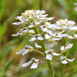 Portraitfoto Iberis sempervirens