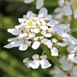 Blütenfoto Iberis sempervirens