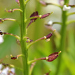 Fruchtfoto Iberis sempervirens