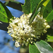 Portraitfoto Ilex aquifolium