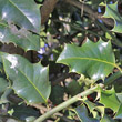 Blätterfoto Ilex aquifolium