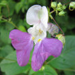 Portraitfoto Impatiens balfourii