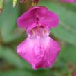 Portraitfoto Impatiens glandulifera