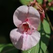 Blütenfoto Impatiens glandulifera