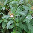 Habitusfoto Impatiens glandulifera