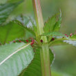 Stängel-/Stammfoto Impatiens glandulifera