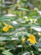 Habitusfoto Impatiens noli-tangere