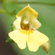 Portraitfoto Impatiens parviflora