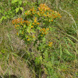 Habitusfoto Inula conyzae