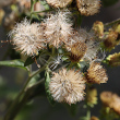 Fruchtfoto Inula conyzae