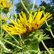 Blütenfoto Inula helenium