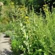 Habitusfoto Inula helenium