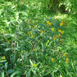 Habitusfoto Inula helvetica