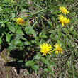 Habitusfoto Inula hirta