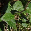 Blätterfoto Inula hirta