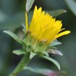 Blütenfoto Inula montana