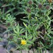 Habitusfoto Inula montana