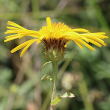 Foto Kelch Inula salicina