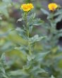 Foto von Besonderheit Inula spiraeifolia