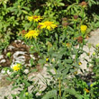 Habitusfoto Inula spiraeifolia