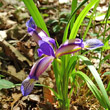 Portraitfoto Iris graminea