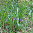 Foto von Besonderheit Iris graminea