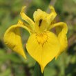 Portraitfoto Iris pseudacorus