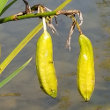 Fruchtfoto Iris pseudacorus