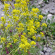 Portraitfoto Isatis tinctoria