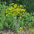 Habitusfoto Isatis tinctoria