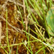 Portraitfoto Isolepis setacea