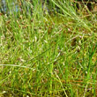 Habitusfoto Isolepis setacea