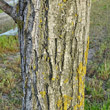 Stängel-/Stammfoto Juglans regia