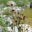 Portraitfoto Juncus alpinoarticulatus