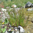 Habitusfoto Juncus alpinoarticulatus