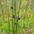 Portraitfoto Juncus arcticus