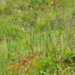 Habitusfoto Juncus arcticus