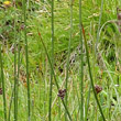 Foto von Besonderheit Juncus arcticus