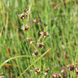 Portraitfoto Juncus articulatus