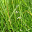 Portraitfoto Juncus bufonius