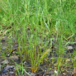 Habitusfoto Juncus bufonius