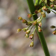 Fruchtfoto Juncus effusus