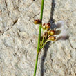 Fruchtfoto Juncus filiformis