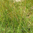 Habitusfoto Juncus filiformis