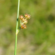 Portraitfoto Juncus filiformis