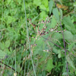 Blütenfoto Juncus inflexus