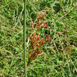 Portraitfoto Juncus inflexus