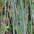 Blätterfoto Juncus inflexus