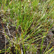 Habitusfoto Juncus monanthos