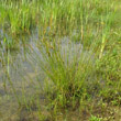 Habitusfoto Juncus tenuis